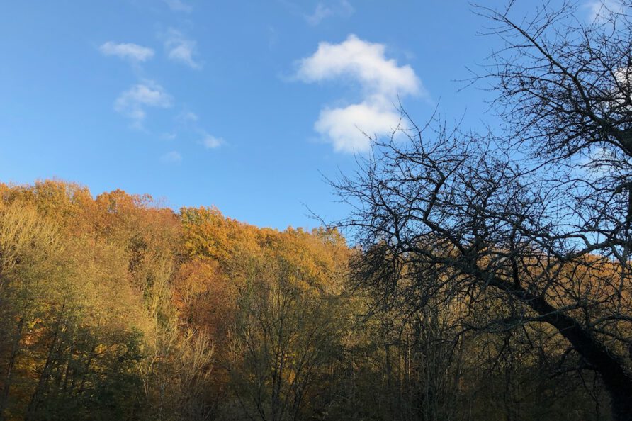 Bossen om vakantiehuis Normandië La Maison Forestière