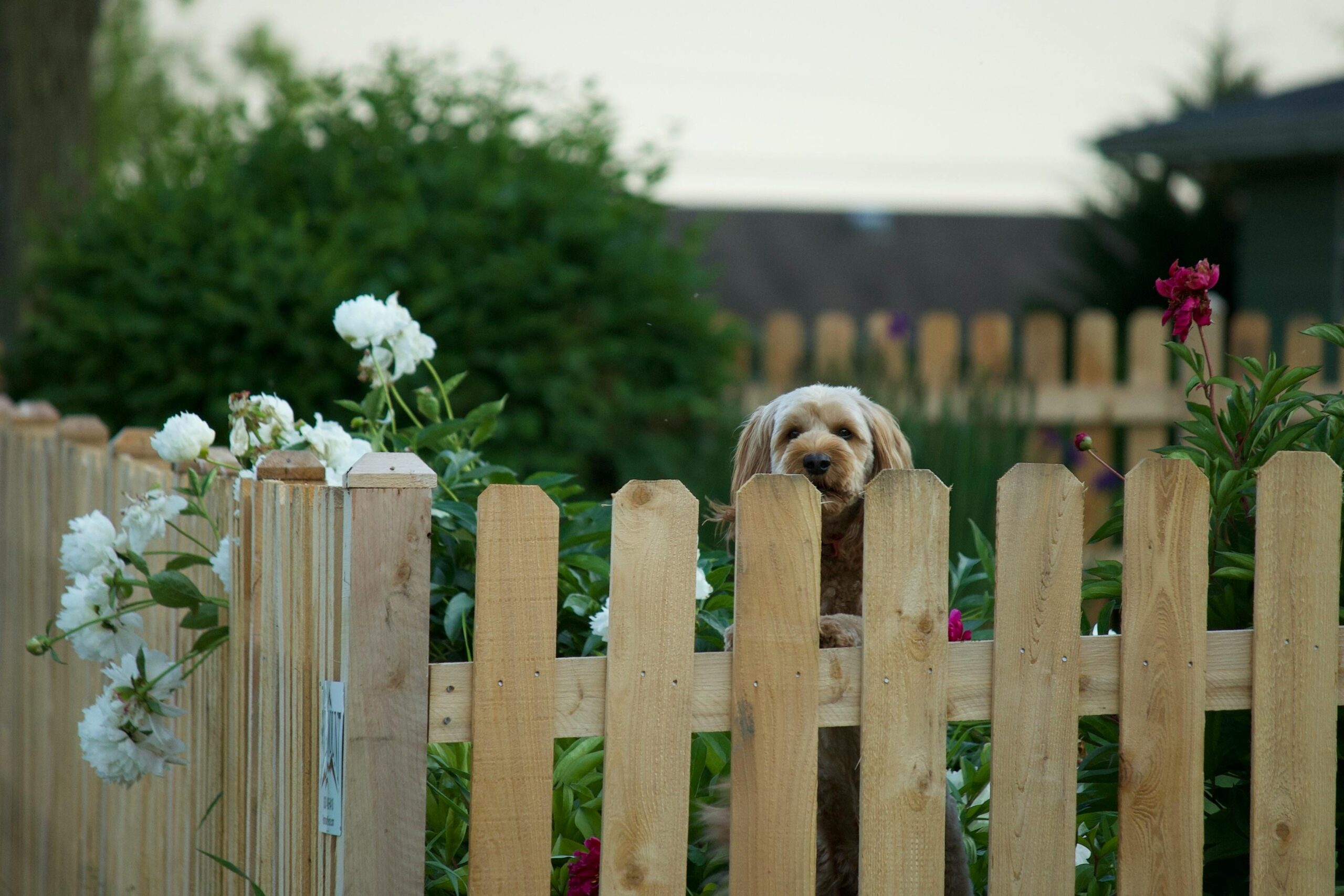 zorgeloos op vakantie met hond omheinde tuin vakantiehuis